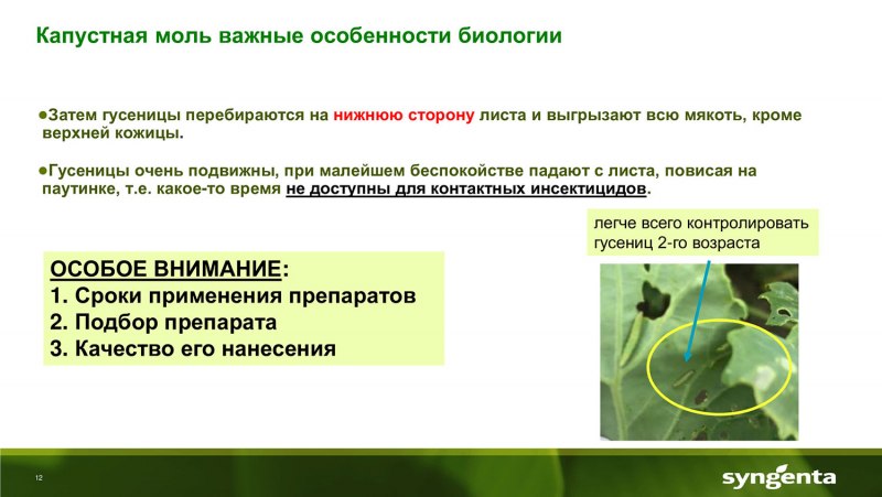 Бабочка огневка