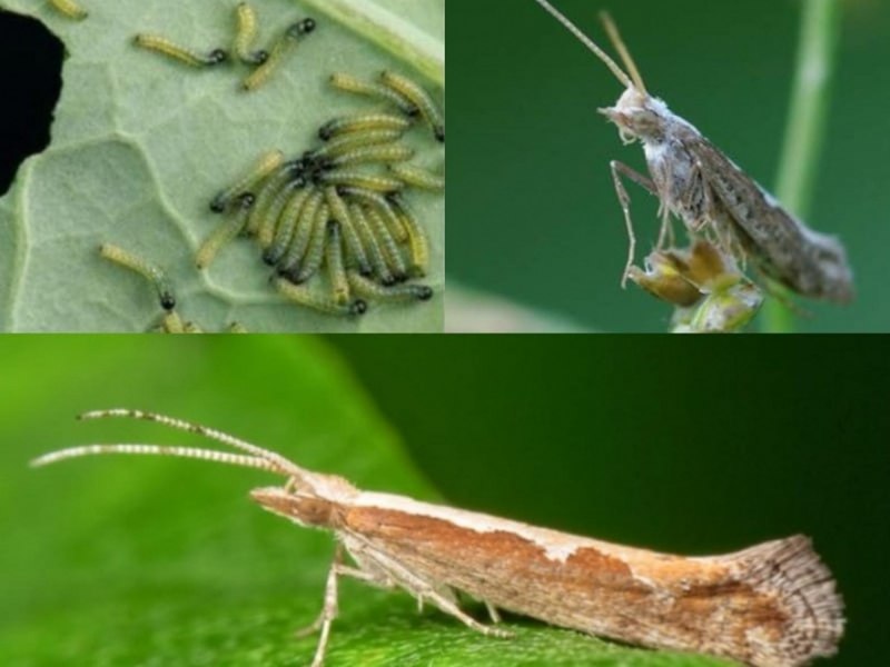 Капустная моль Plutella maculipennis Curt