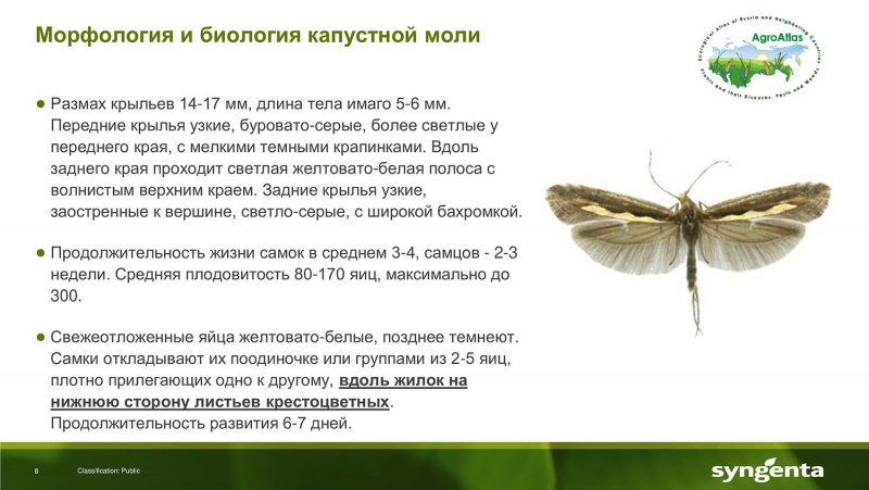 Капустная моль стадии развития