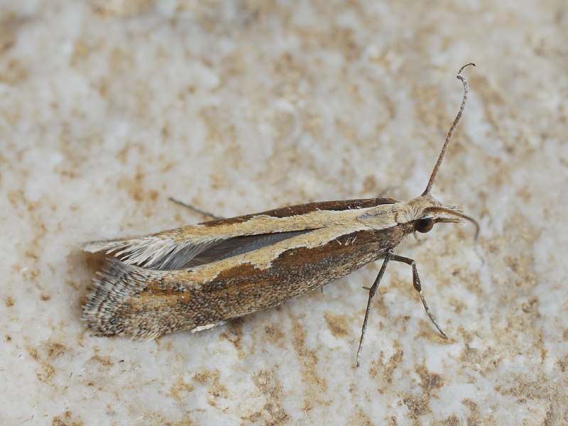 Plutella maculipennis