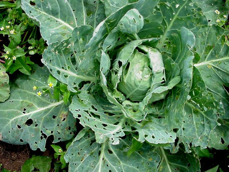 Капустная совка Mamestra brassicae