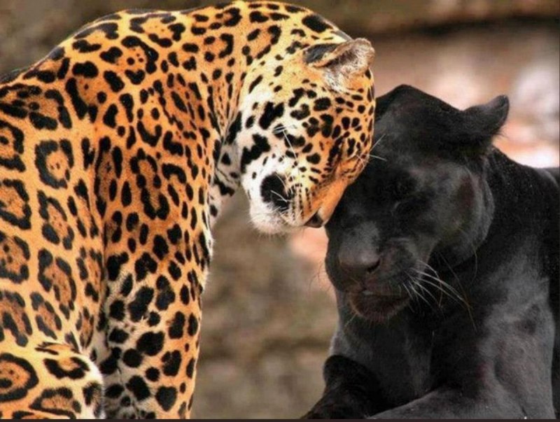 Леопардовая пантера (58 фото)