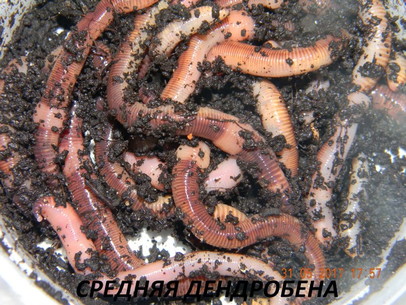 Дендробена спаривание