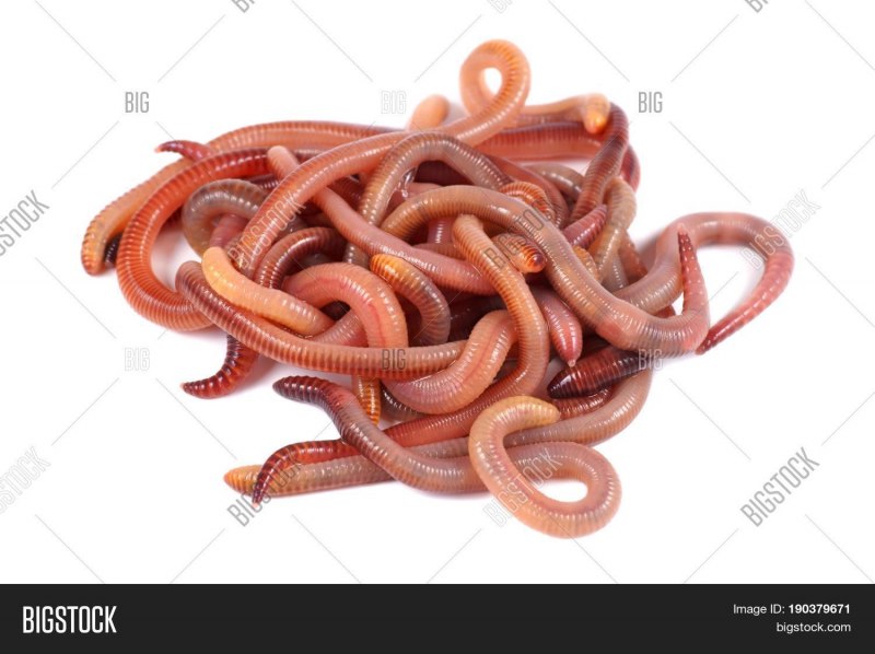 Worms черви