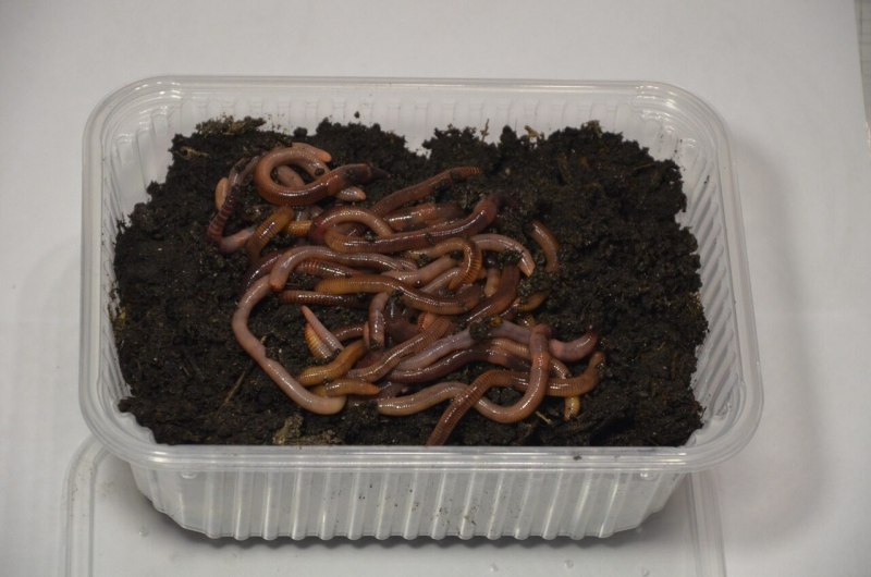 Червячок и паучок