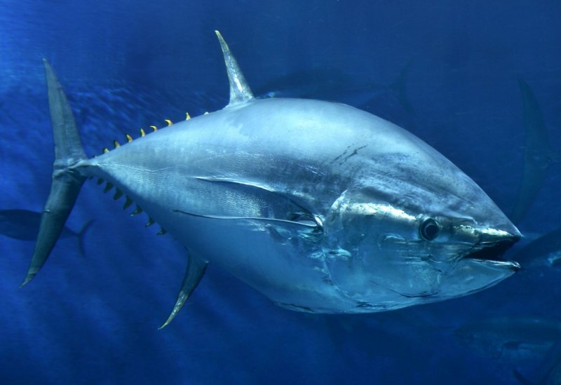 Голубой тунец рыбы (70 фото)