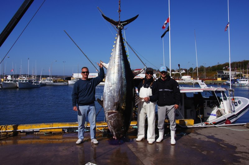 Giant Bluefin Tuna