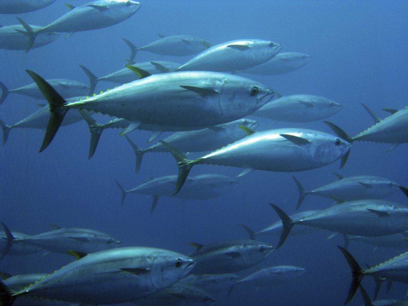 Тунец Bluefin
