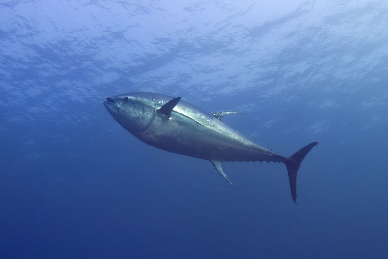 Тунец Bluefin