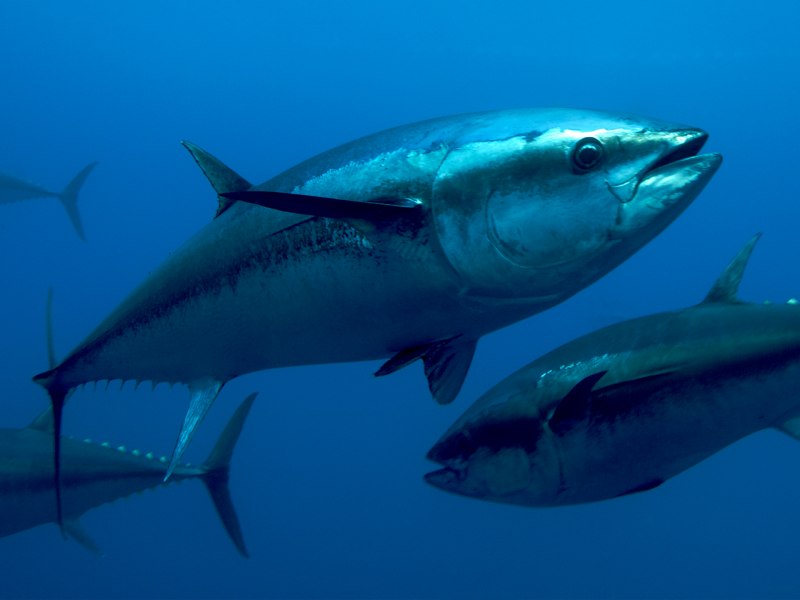 Bluefin Tuna