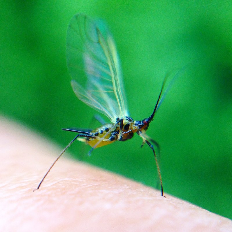 Homoptera Равнокрылые