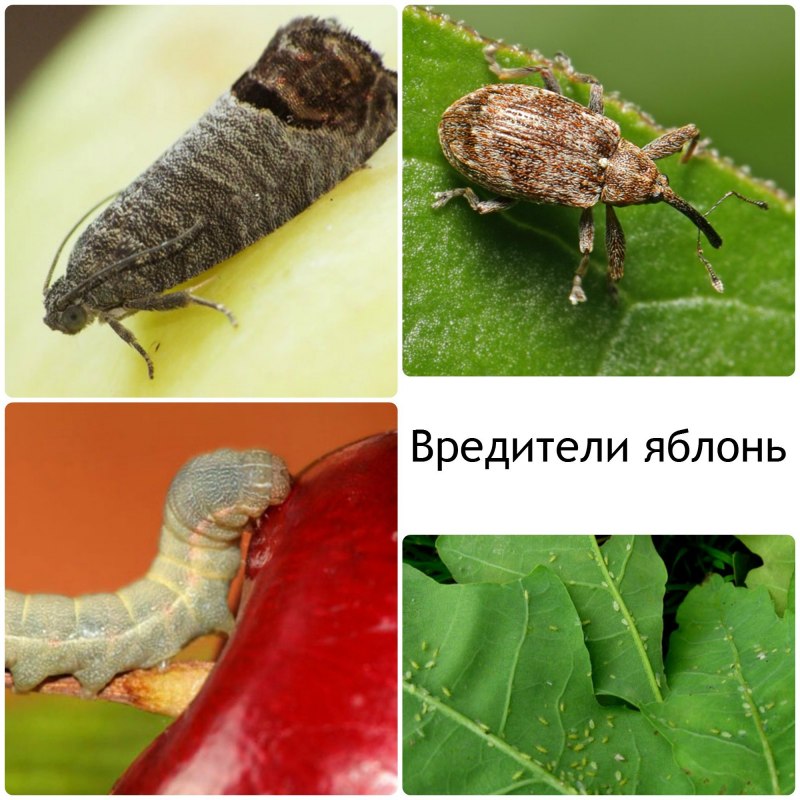 Веретеница и медянка