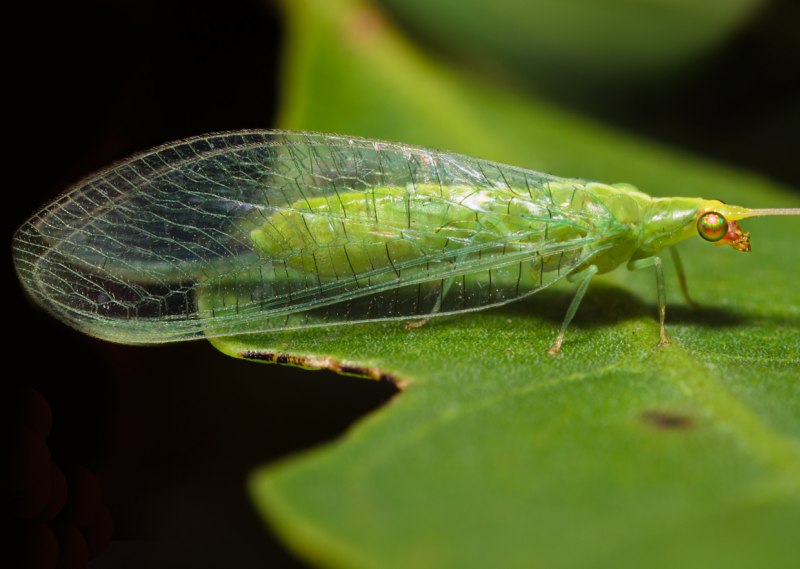 Psylla pyri & Psylla Mali