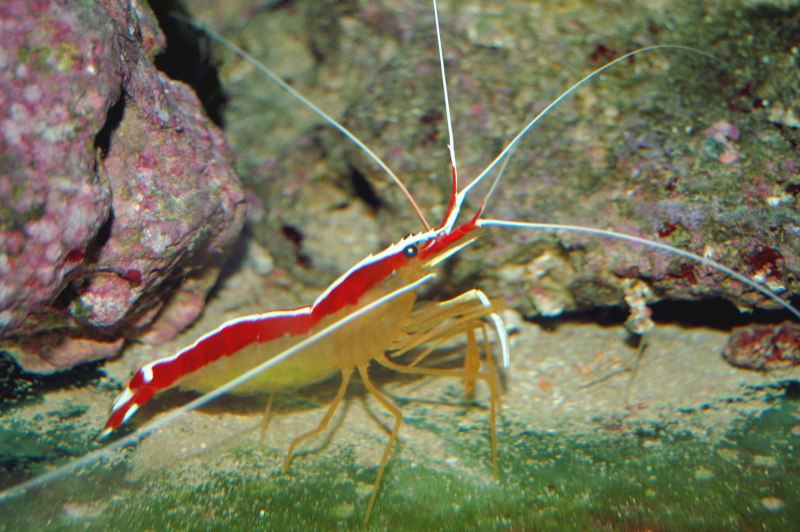 Креветка чистильщик морская