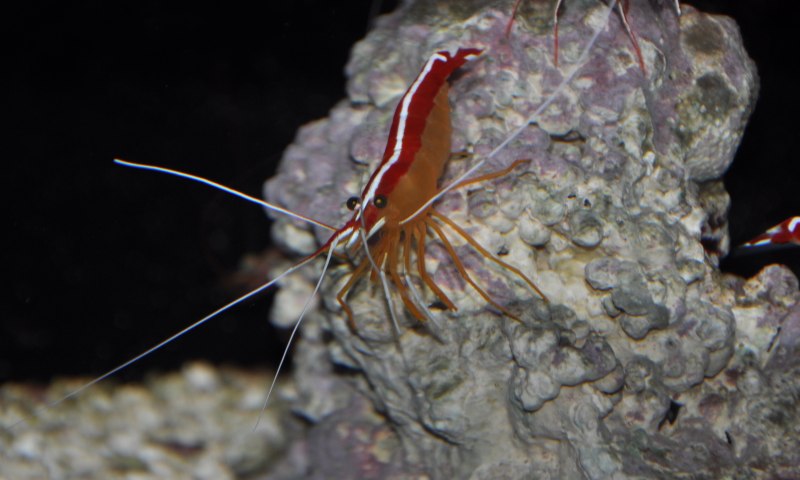 Креветка Lysmata amboinensis