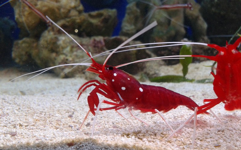 Lysmata amboinensis /Cleaner Shrimp