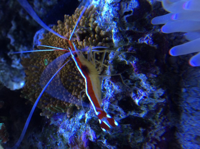 Lysmata amboinensis
