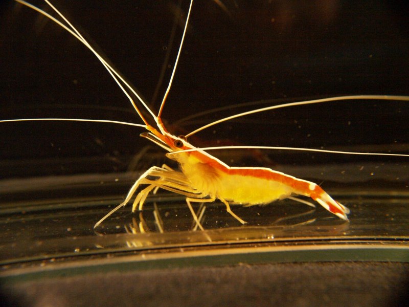 Lysmata amboinensis
