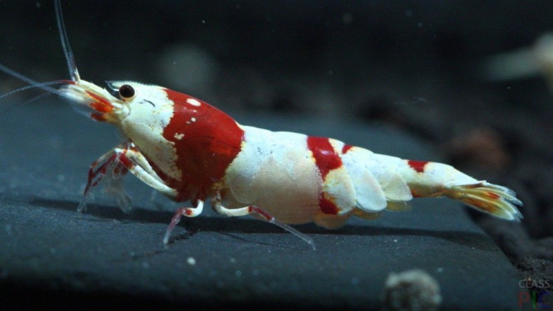 Креветка-боксер (Членистоногие), м /Stenopus hispidus