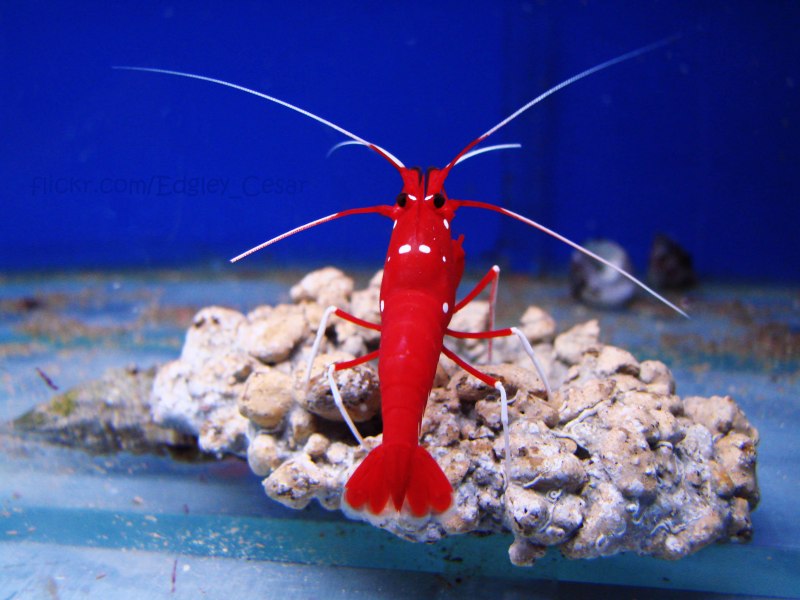 Креветка боксер (Stenopus hispidus)