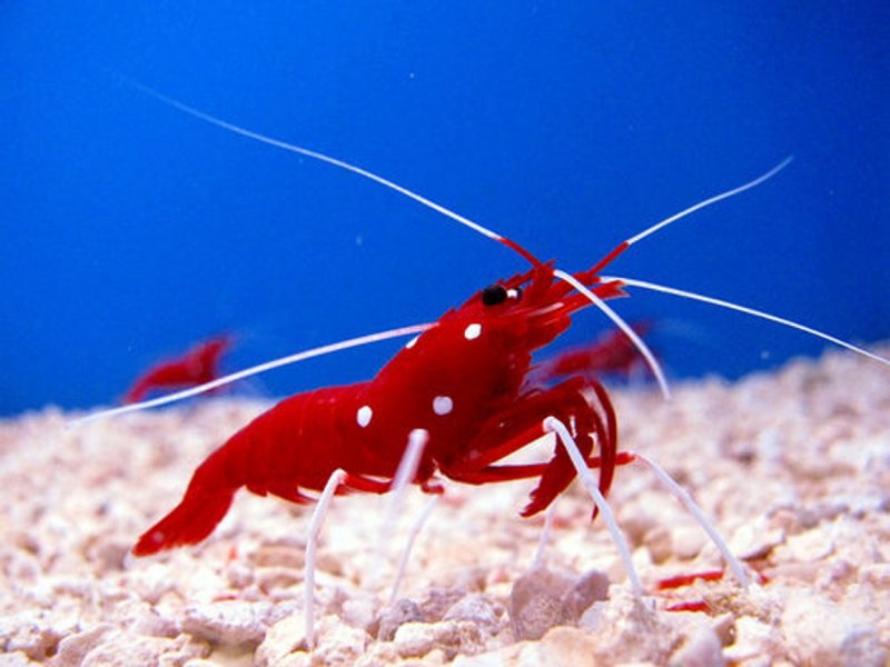 Lysmata seticaudata
