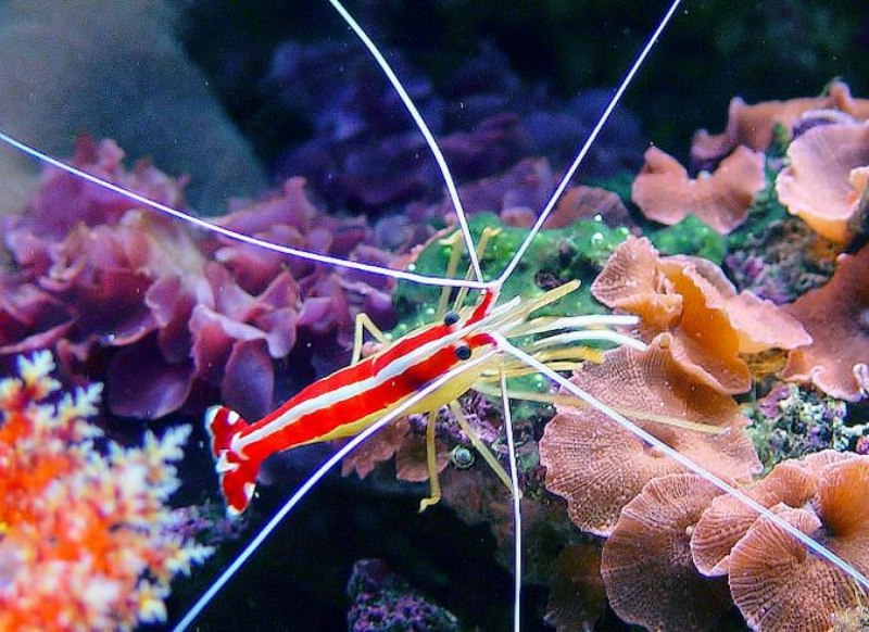 Креветка Lysmata amboinensis