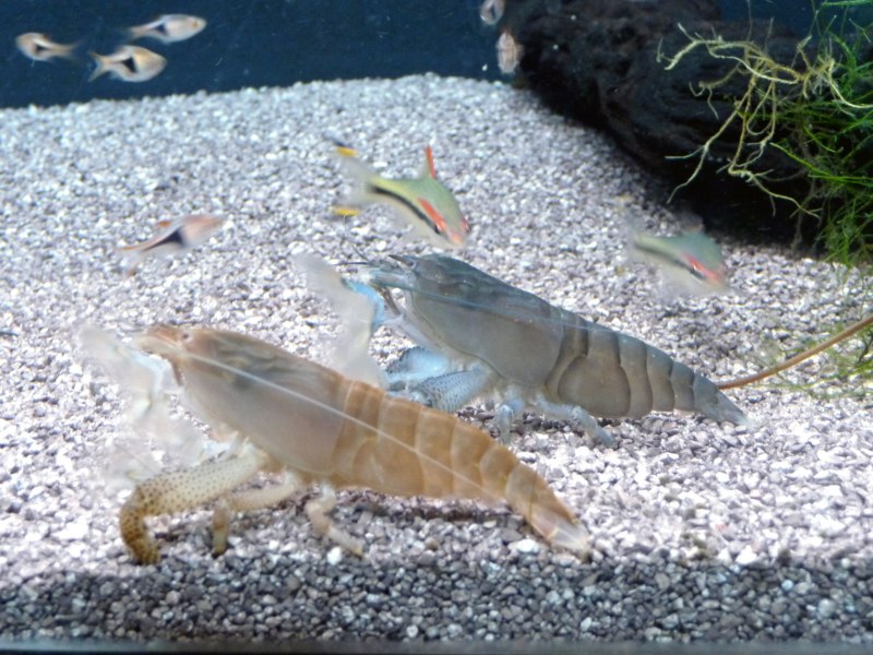 Condylactis gigantea