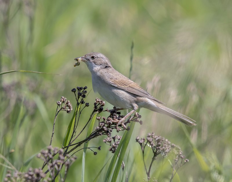 Серая Славка (Sylvia communis)