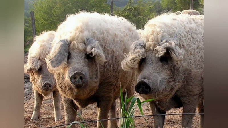 Венгерская пуховая мангалица