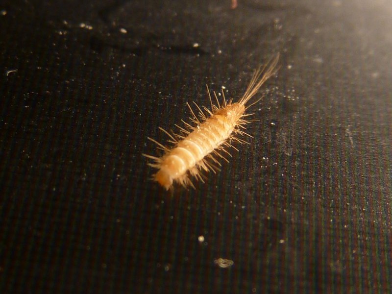 Anthrenus verbasci Larva