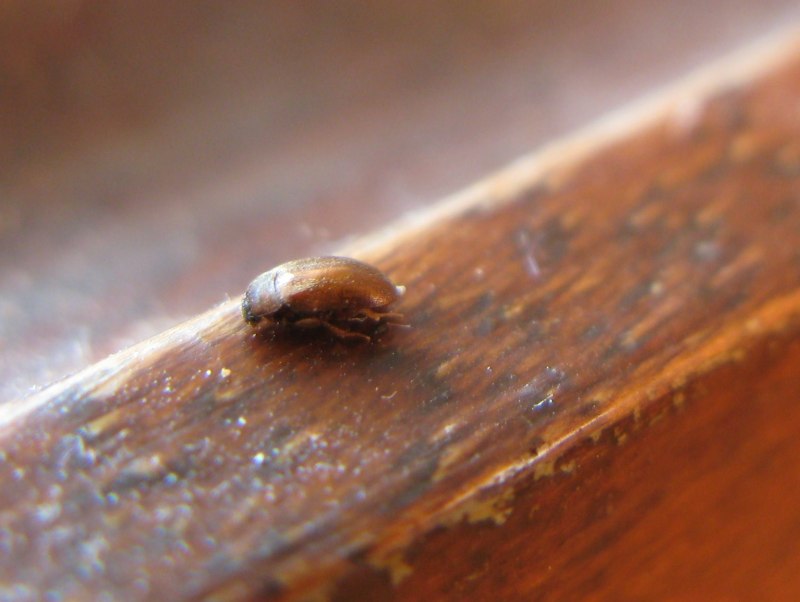 Anthrenus verbasci