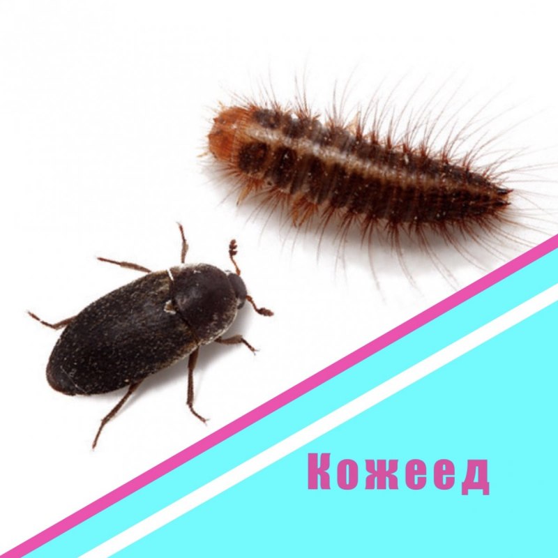 Клещ кожеед