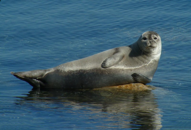 Тюлень Каспийского моря