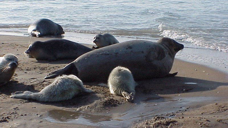Тюлень Каспийского моря