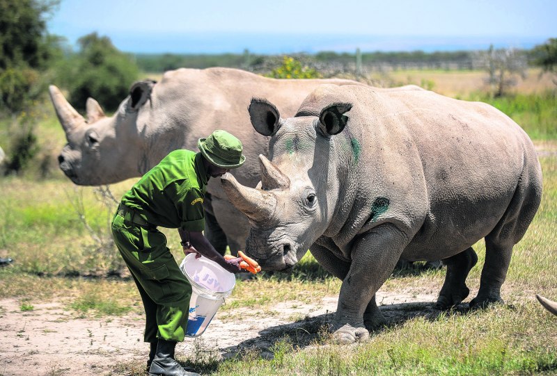 Северный белый носорог вымер (66 фото)