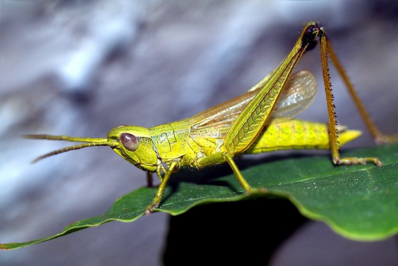 Кузнечик амбликорифа