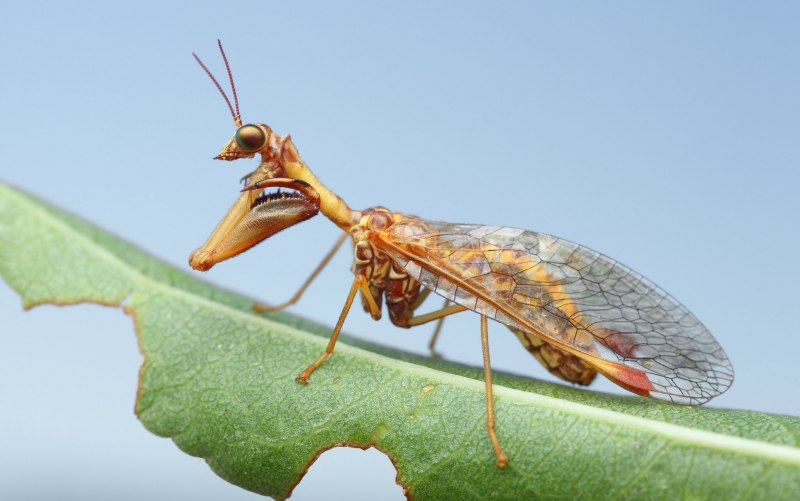 Mantispa styriaca