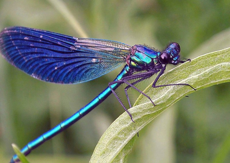 Красотка блестящая (Calopteryx splendens)