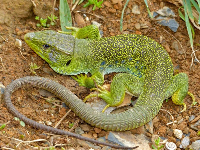 Lacerta lepida