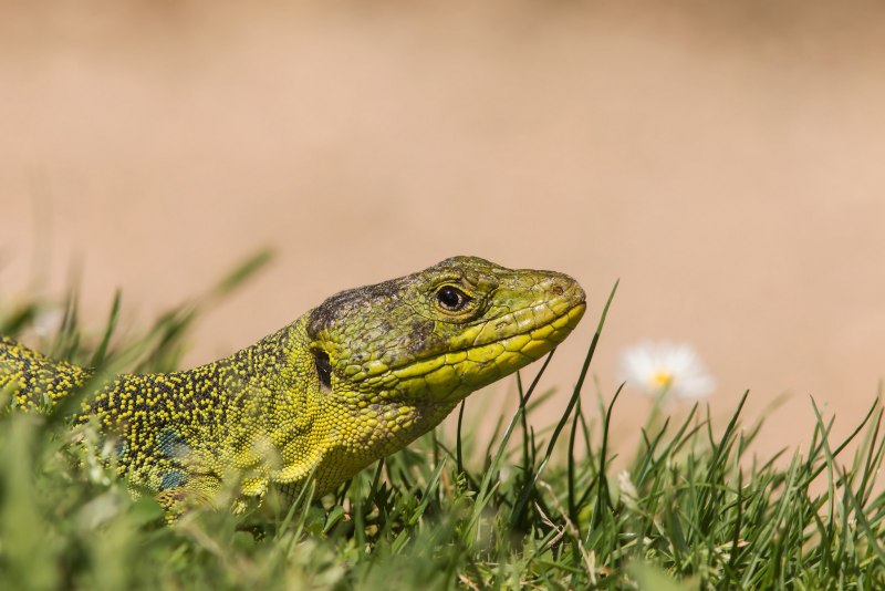 Liolaemus multiformis