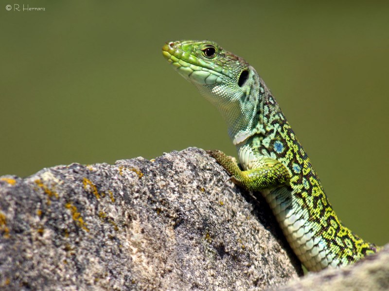 Lacerta lepida