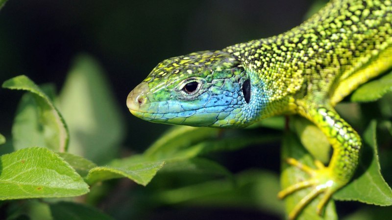Lacerta lepida
