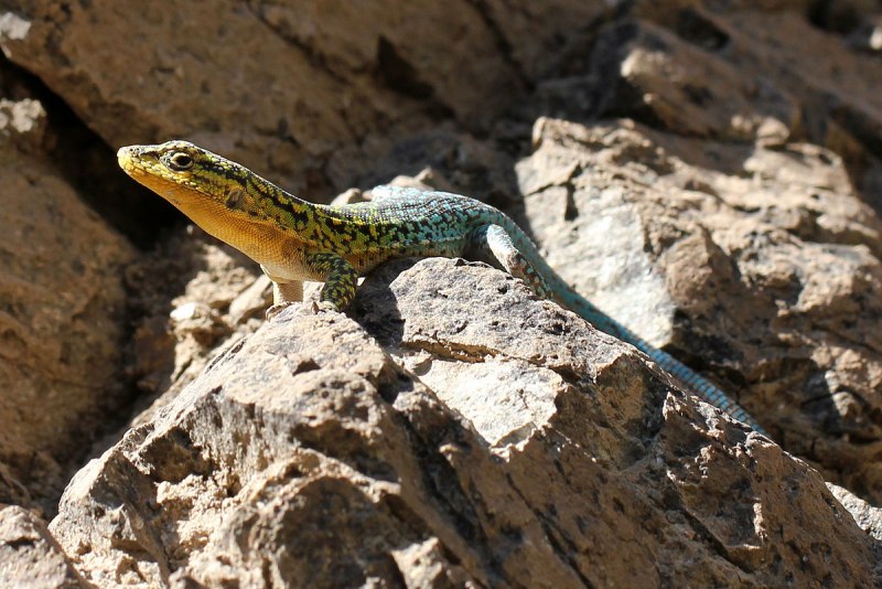 Lacerta lepida