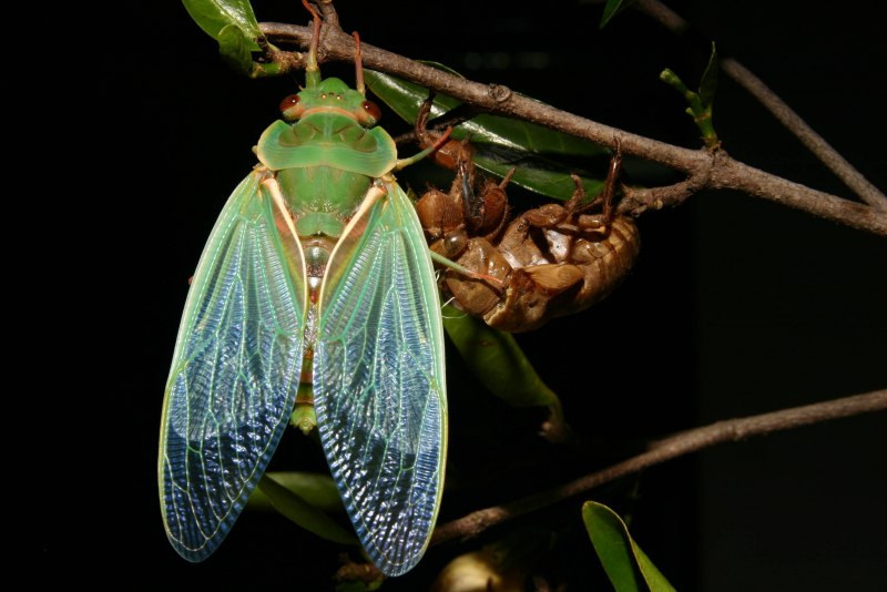 Katydid певчая