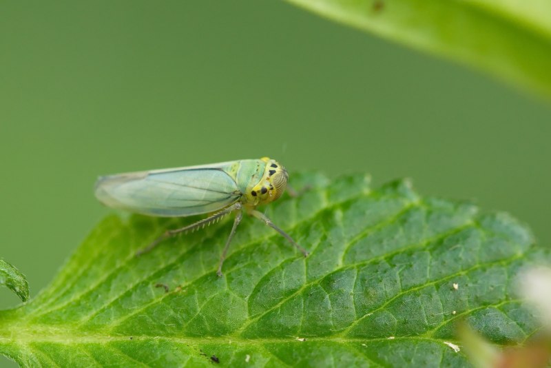 Полосатая цикадка Psammotettix striatus (l.)