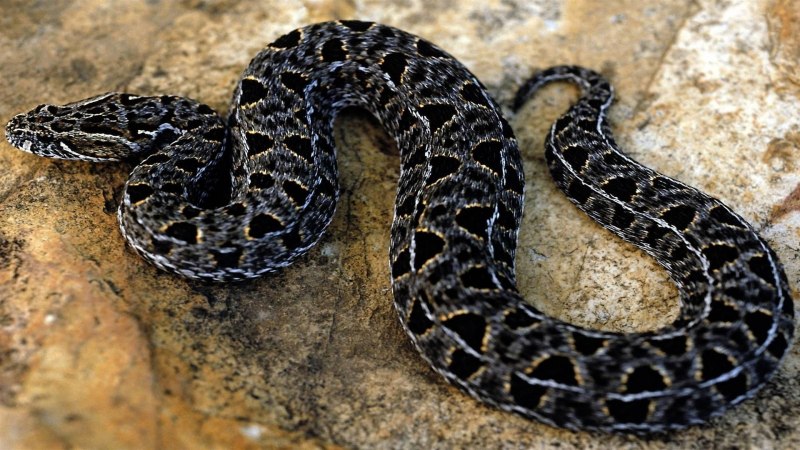 Гадюка армянская (Vipera xanthina)