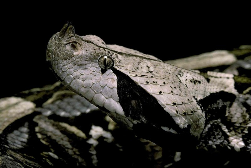 Trimeresurus stejnegeri