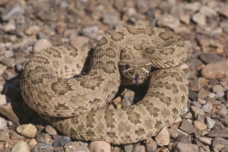 Гадюка армянская (Vipera xanthina)