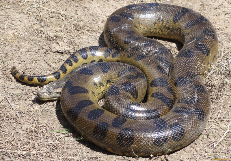 Анаконда eunectes beniensis