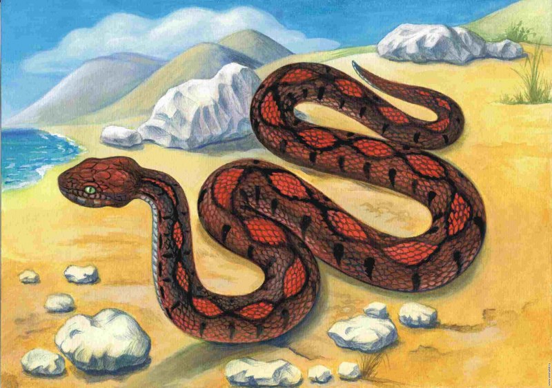 Уж рисунок
